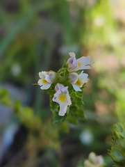 Euphrasia maximowiczii