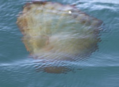 Chrysaora fuscescens