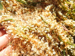 Cuscuta pacifica