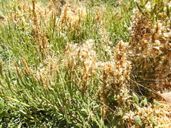 Cuscuta pacifica