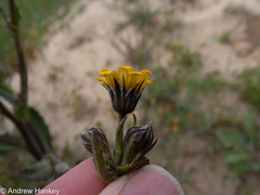 Osteospermum monstrosum