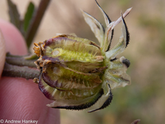 Osteospermum monstrosum