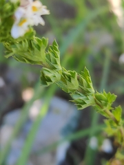 Euphrasia maximowiczii