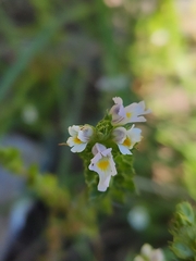 Euphrasia maximowiczii