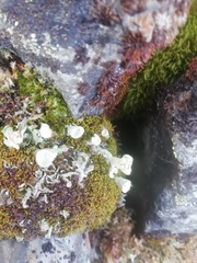 Cladonia bellidiflora