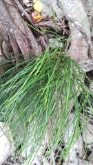 Psilotum nudum