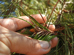 Thecodiplosis piniradiatae