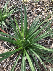 Arthropodium milleflorum