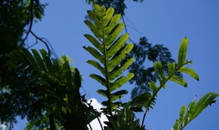 Polypodiopsida