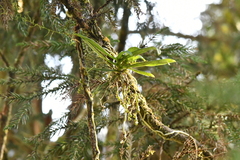 Thrixspermum laurisilvaticum