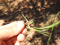 Thecodiplosis piniradiatae