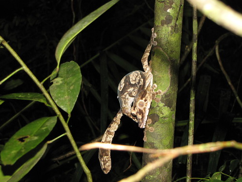 giant leaf-tail gecko, Uroplatus giganteus