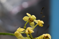 Thrixspermum laurisilvaticum