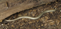 Anguis fragilis