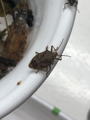 Podisus maculiventris