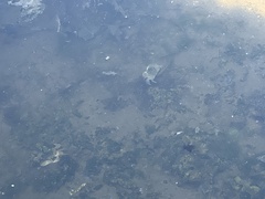 Hemigrapsus oregonensis