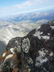 Arctoparmelia centrifuga