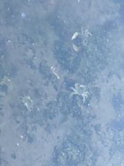 Hemigrapsus oregonensis