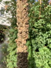 Verbascum thapsus