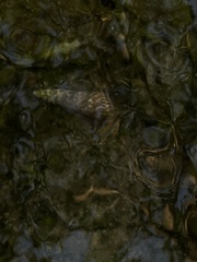 Batillaria attramentaria