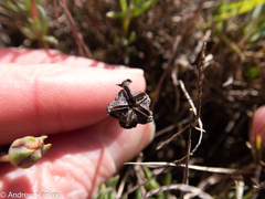 Lampranthus peacockiae
