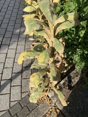 Verbascum thapsus