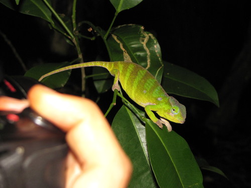 Furcifer petteri