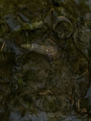 Batillaria attramentaria