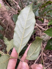Alangium villosum