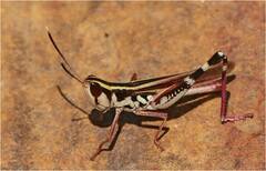 Macrotona picta