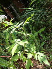 Sambucus javanica