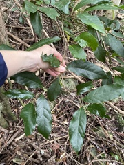 Alangium villosum