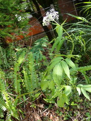 Sambucus javanica