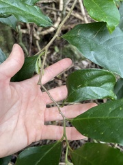 Alangium villosum