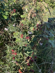 Rubus armeniacus
