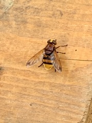 Volucella zonaria