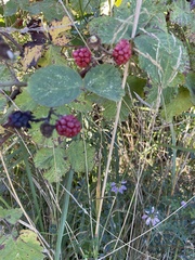 Rubus armeniacus