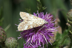 Elophila nymphaeata