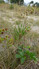 Potentilla intermedia