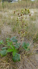 Potentilla intermedia