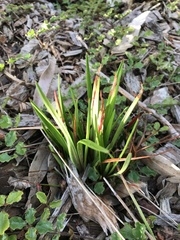 Stylidium graminifolium