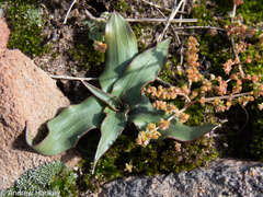 Cyanella hyacinthoides