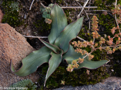 Cyanella hyacinthoides