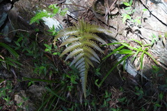 Dryopteris varia
