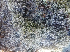 Racomitrium lanuginosum