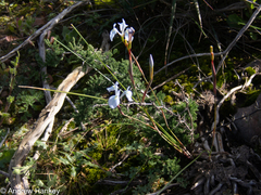 Moraea tripetala