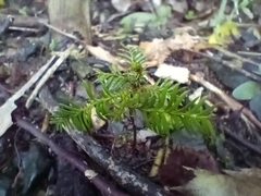 Dacrycarpus dacrydioides