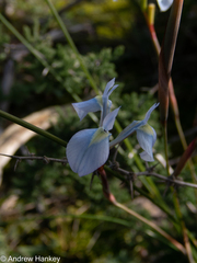 Moraea tripetala