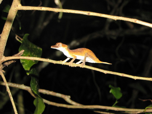 Uroplatus ebenaui