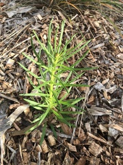 Xerochrysum viscosum